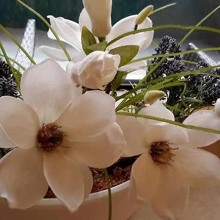 Smucke Stuuv Ii & Iii *